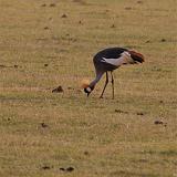 TANZANIA - Lake Manyara National Park - 63